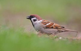 Harvey van Diek Ringmussen zijn sterk afgenomen, mede doordat het aanbod van oogstresten en onkruidzaden is verminderd.