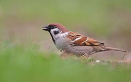 Ringmussen zijn sterk afgenomen, mede doordat het aanbod van oogstresten en onkruidzaden is verminderd.