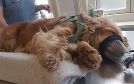Carlien Vossepoel Operatie Kruipertje bij Cocker spaniel (eenmalig gebruik)