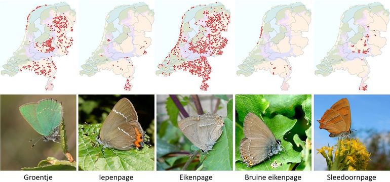 Kleine pages, de kaartjes geven de waarnemingen vanaf 2022