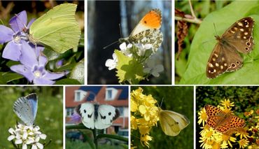 De voorjaarsvlinders die goed vliegen. V.l.n.r. boven: citroenvlinder, oranjetipje & bont zandoogje; onder: boomblauwtje, groot koolwitje, klein koolwitje & kleine parelmoervlinder.