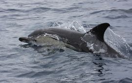 Delphinus delphis. Gewone dolfijn