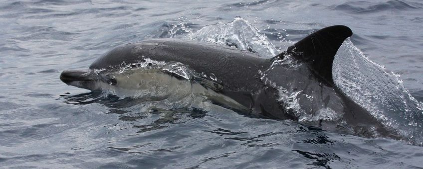 Delphinus delphis. Gewone dolfijn