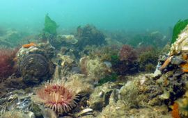 Schelpdierbanken in de Noordzee EENMALIG GEBRUIK