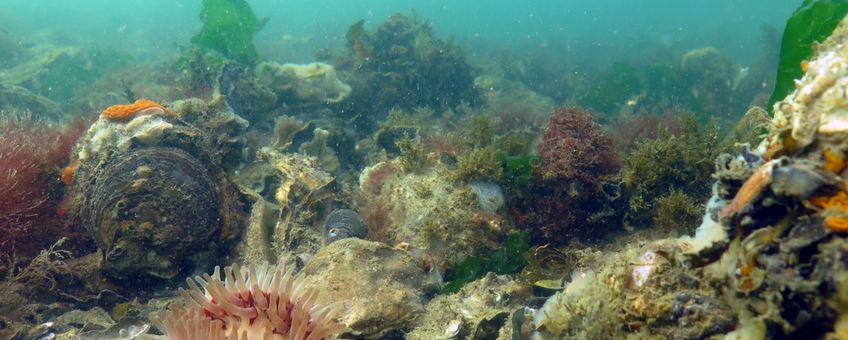 Schelpdierbanken in de Noordzee EENMALIG GEBRUIK