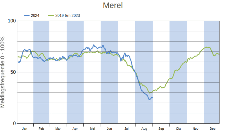 Figuur 2: Meldingsfrequentie van levende Merels in LiveAtlas in 2024 (blauwe lijn) ten opzichte van 2019 t/m 2023 (groene lijn). In augustus 2024 zijn duidelijk minder Merels gezien dan in augustus in de jaren ervoor