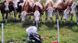 BIMAG koeien - primair