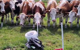 BIMAG koeien - primair