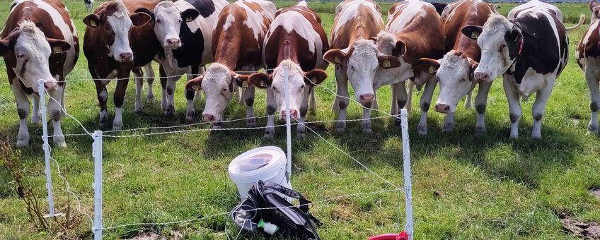 BIMAG koeien - primair