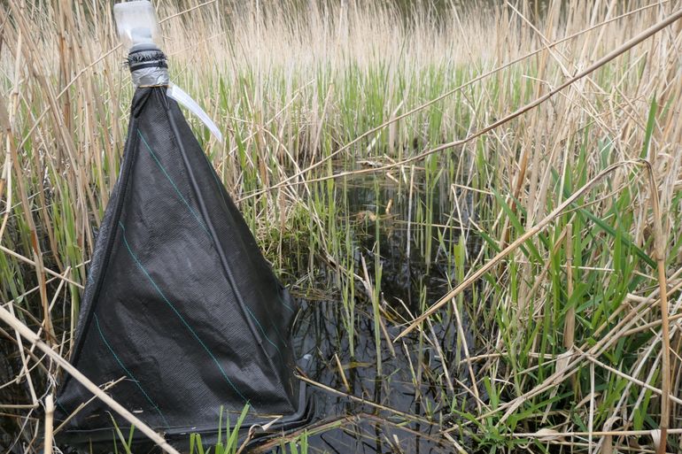 Biodiversiteitsonderzoek in een rietveld