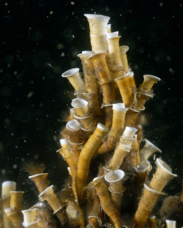 De ronde buis van de Trompetkalkkokerworm is aan het uiteinde verbreed, zoals bij een trompet. Op de buis zijn her en der ook eerdere openingen te zien, als een soort kraagjes, Noordzeekanaal