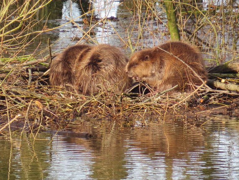 Bevers schuilen tijdens hoogwater