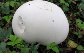 Marian Jagers Reuzenbovist
Langermannia gigantea
Marian Jagers