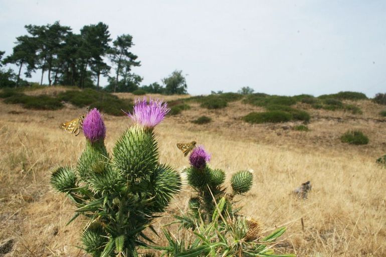 Distels zijn favoriete nectarplanten voor de kommavlinder