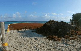 Sargassum influx