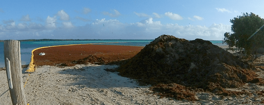 Sargassum influx