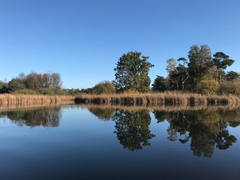 Foto gemaakt vanaf een bootje op het ven. Ook in de rietkraag wordt het slib verwijderd