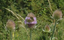 Grote kaardenbol  natuurjournaal