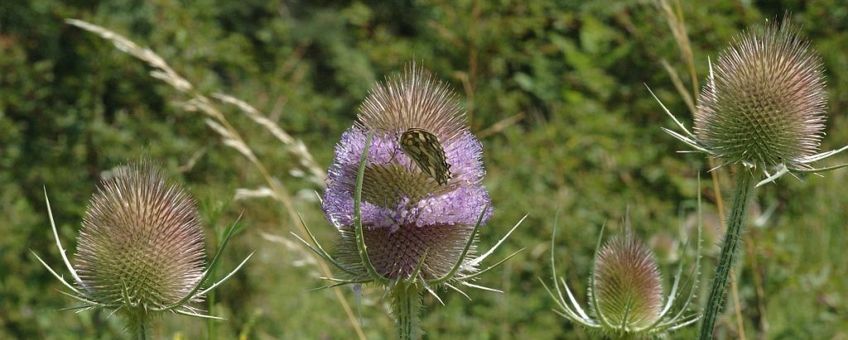 Grote kaardenbol natuurjournaal