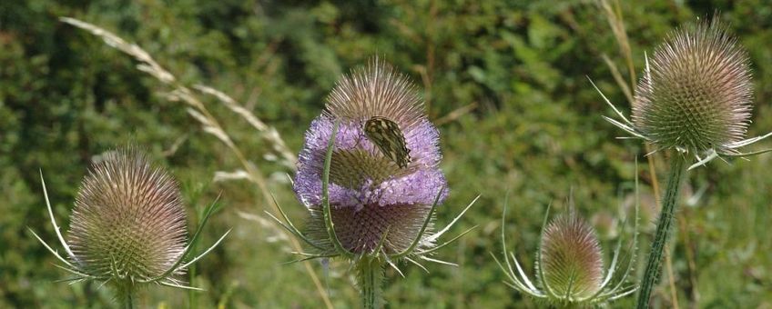 Grote kaardenbol  natuurjournaal