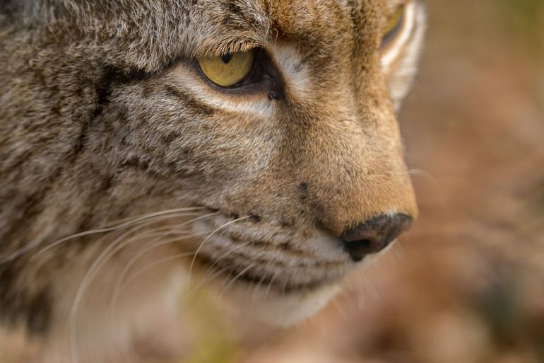 Lynx