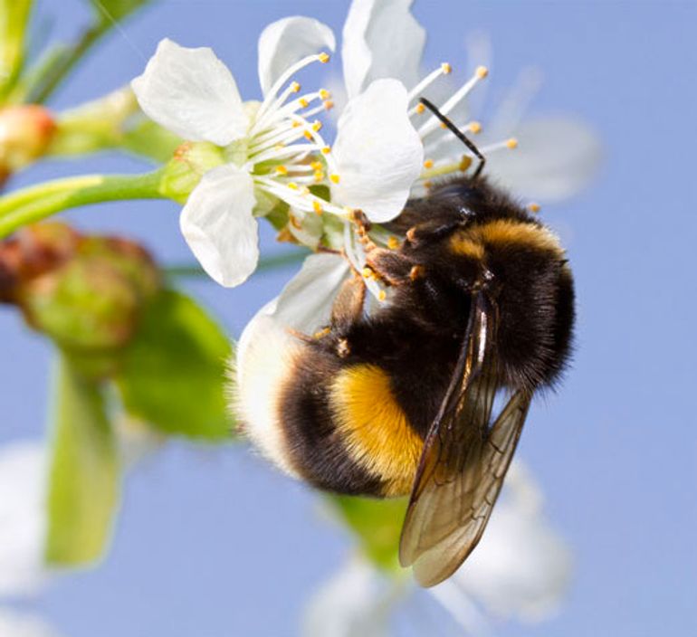 De aardhommel stond zowel vorig jaar als in 2018 op nummer 3 van meest getelde bijensoorten tijdens de Nationale Bijentelling, met ruim 6.000 tellingen in 2019