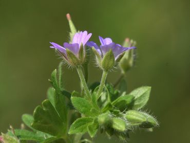 Kleine ooievaarsbek