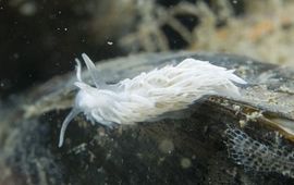 Peter H. van Bragt Juveniele Grote vlokslak-02