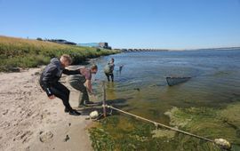 Jelger Herder / RAVON / gebruik enkel met toestemming Zegenvissen voor project Zegen in de Delta