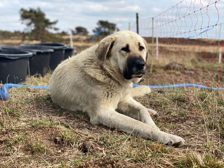 De honden zijn van het ras Mastin Espagnol de Trabajo: waaks, vriendelijk, maar niet aaibaar