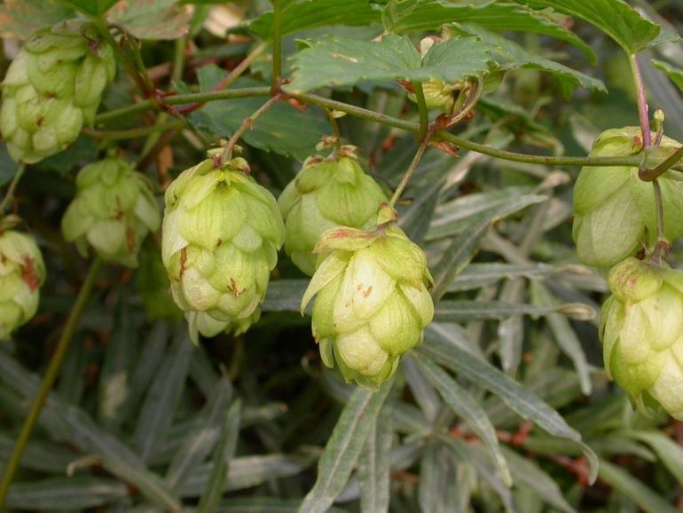 Hopbellen aan de hop