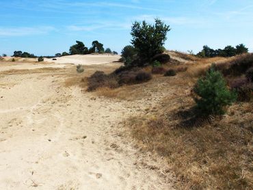 Het leefgebied van de kleine heivlinder: open zand, buntgras, schapengras, wat struikheide en hier en daar een boompje.