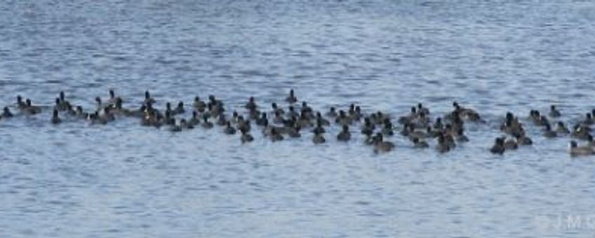 Groep meerkoeten, wikipedia, GNU Free Documentation License