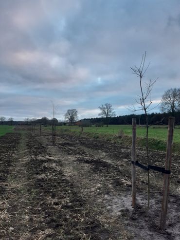 “We zijn benieuwd wat de jonge aanplant in de lente en zomer gaat doen.”