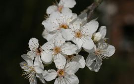 Sleedoorn, Prunus spinosa. Foto: Paul Busselen, KU Leuven. http://www.kuleuven-kortrijk.be