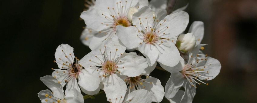 Sleedoorn, Prunus spinosa. Foto: Paul Busselen, KU Leuven. http://www.kuleuven-kortrijk.be