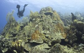 Groot koraal in Bonaire (eenmalig exclusief wmr)