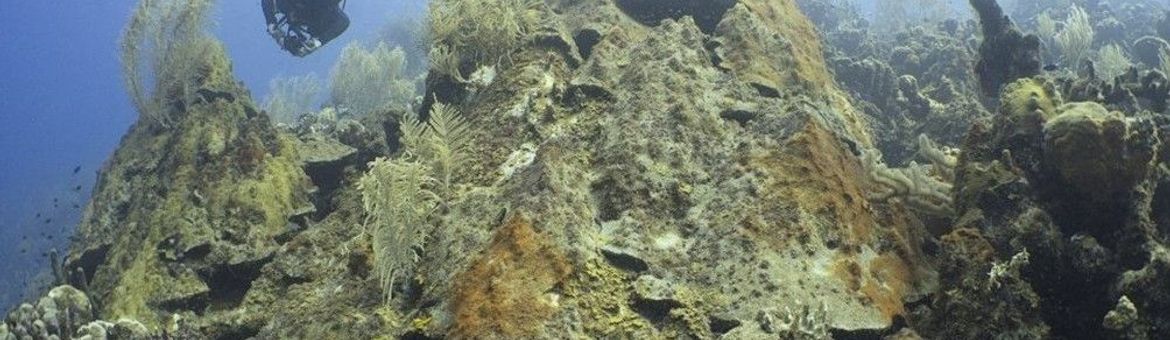 Groot koraal in Bonaire (eenmalig exclusief wmr)