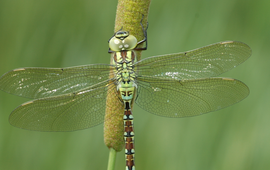 Mannetje groene glazenmaker