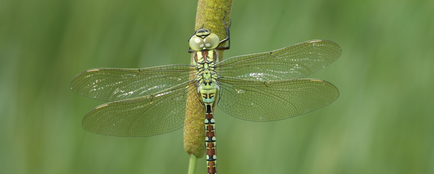 Mannetje groene glazenmaker