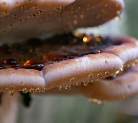 Ischnoderma resinosum, Valse teervlekkenzwam