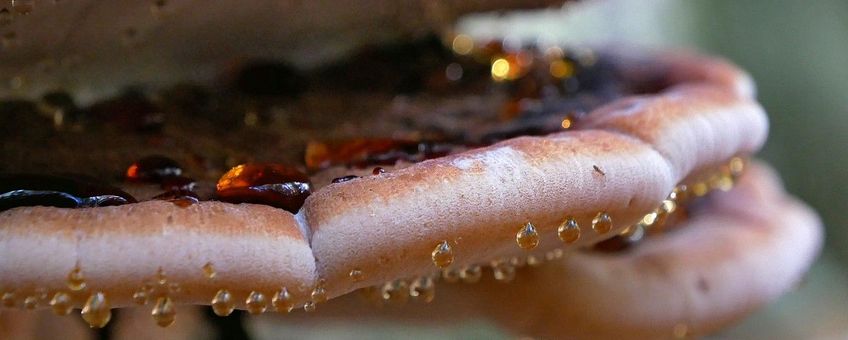 Ischnoderma resinosum, Valse teervlekkenzwam