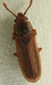 Pediacus dermestoides