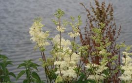 Moerasspirea en grote brandnetel aan waterkant, K.U. Leuven Campus Kortrijk, http://www.kuleuven-kortrijk.be/bioweb/