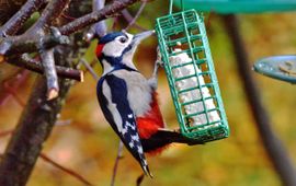 Tom Lee Grote bonte specht Flickr CCBYNCND2