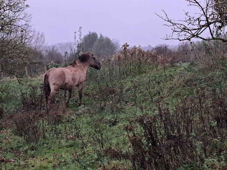 Konikpaarden hebben meer moeite met zacht en nat herfstweer dan met strenge vorst