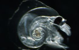plankton team 2017 Atlanta ariejansseni
