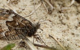 heivlinder op zand - primair