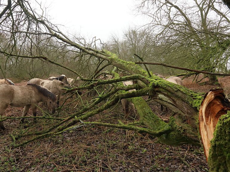 Eunice en Franklin wierpen samen heel wat bomen om. Deze koniks schillen een afgebroken tak