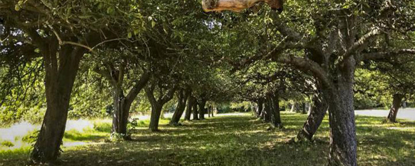 Boomgaard kleine landschapselementen